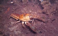 <p>Szkolenia Nurkowanie Nocne i w Ograniczonej Widoczności</p>
