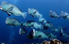 Wielki rejs na trasie Maumere/Alor/Banda Sea/Ambon