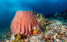 Wielki rejs na trasie Maumere/Alor/Banda Sea/Ambon
