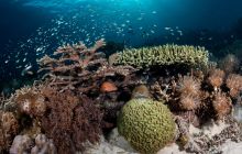 Wielki rejs na trasie Maumere/Alor/Banda Sea/Ambon