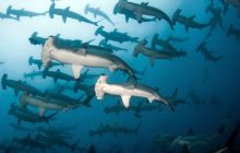 Wielki rejs na trasie Maumere/Alor/Banda Sea/Ambon