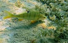 Kamieniołom Piechcin 