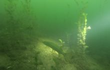 Kamieniołom Piechcin 