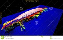 GEORG BUCHNER wreck
