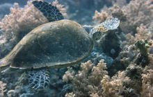 St. Johns - październik 2009