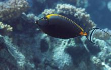 St. Johns - październik 2009