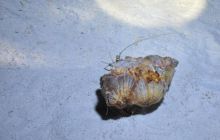 St. Johns - październik 2009