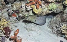 St. Johns - październik 2009