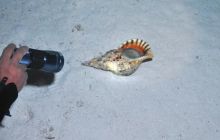 St. Johns - październik 2009