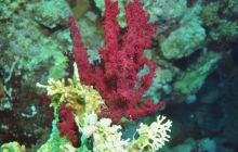 St. Johns - październik 2009