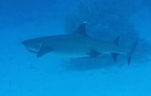 St. Johns - październik 2009