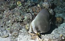 St. Johns - październik 2009