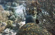 St. Johns - październik 2009