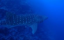 Brothers - październik 2009