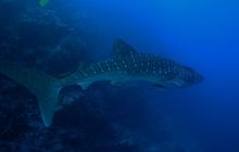 Brothers - październik 2009