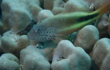 Brothers - październik 2009