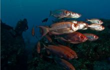 RPA + Mozambik - marzec 2010