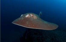 RPA + Mozambik - marzec 2010