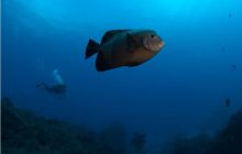 RPA + Mozambik - marzec 2010