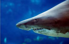 RPA + Mozambik - marzec 2010