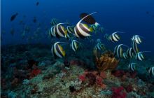 RPA + Mozambik - marzec 2010