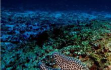 RPA + Mozambik - marzec 2010