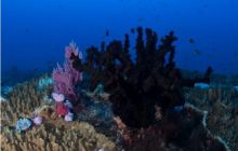 RPA + Mozambik - marzec 2010