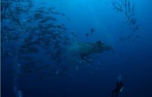 RPA + Mozambik - marzec 2010