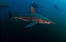 RPA + Mozambik - marzec 2010