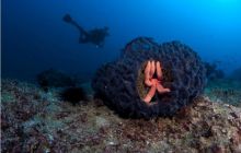 RPA + Mozambik - marzec 2010