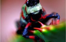 RPA + Mozambik - marzec 2010