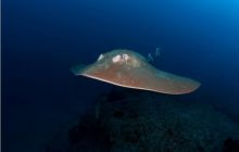 RPA + Mozambik - marzec 2010