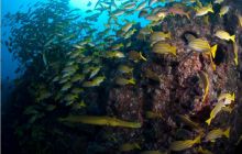 RPA + Mozambik - marzec 2010