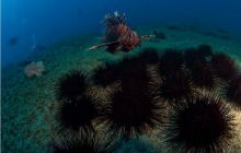 RPA + Mozambik - marzec 2010