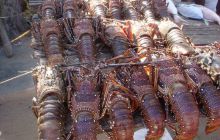 RPA + Mozambik - marzec 2010