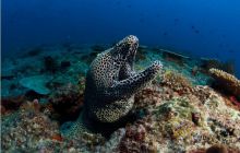 RPA + Mozambik - marzec 2010