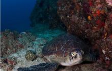 RPA + Mozambik - marzec 2010