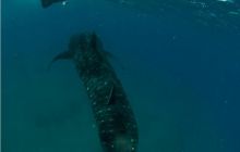 RPA + Mozambik - marzec 2010