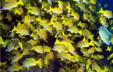 RPA + Mozambik - marzec 2010