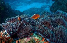 RPA + Mozambik - marzec 2010