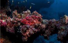 RPA + Mozambik - marzec 2010