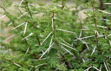 RPA + Mozambik - marzec 2010