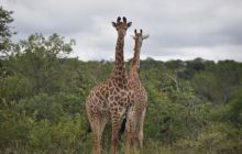 RPA + Mozambik - marzec 2010