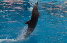 RPA + Mozambik - marzec 2010