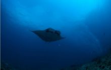 RPA + Mozambik - marzec 2010