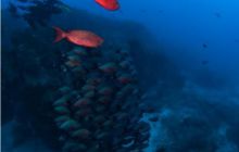 RPA + Mozambik - marzec 2010