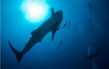 RPA + Mozambik - marzec 2010