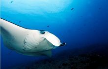 RPA + Mozambik - marzec 2010