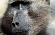 RPA + Mozambik - marzec 2010