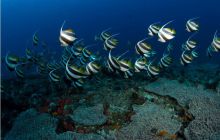 RPA + Mozambik - marzec 2010